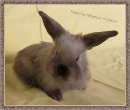 4 hetes kosorrú, kék nyest színű nyuszi